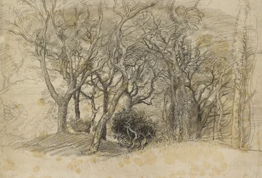 Studio di alberi, Clovelly Park, 1834